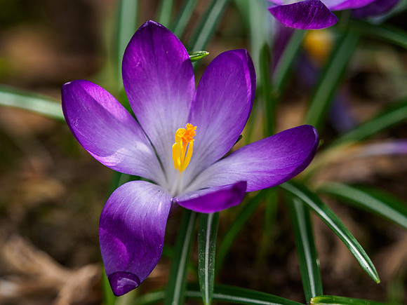 20160329-Garden Flowers-EM520006