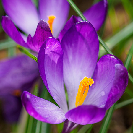 20160329-Garden Flowers-EM520007