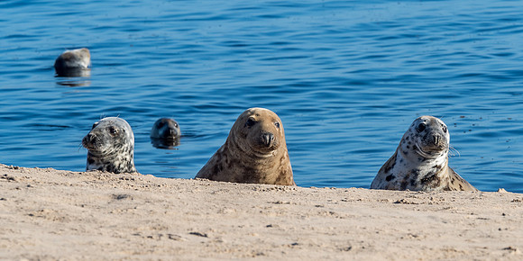 Findhorn Bay Seals