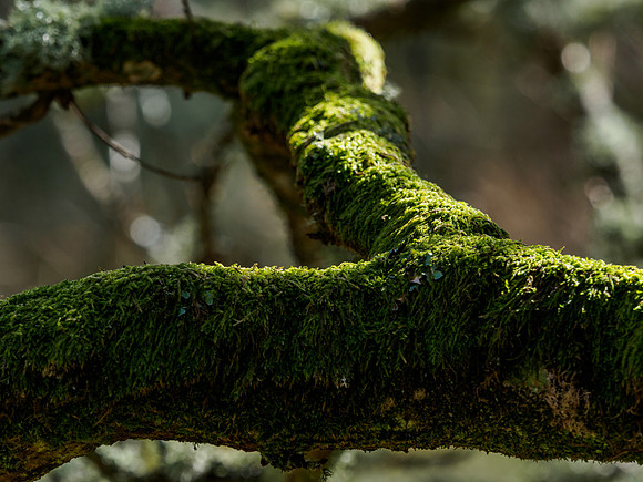20160327-Craigmonie Wood-EM520038