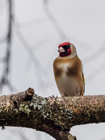 Gold Finch