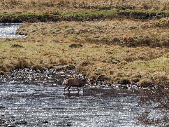 First Trip to Glen Strathfarrar This Year