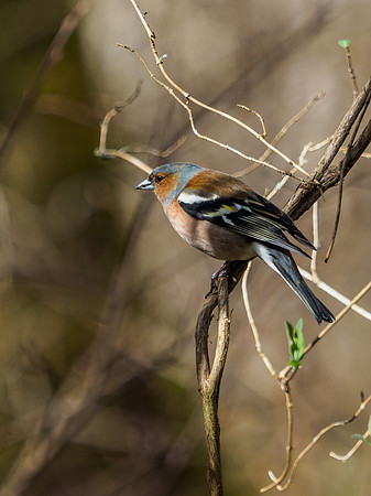 Chaffinch