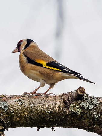 Gold Finch