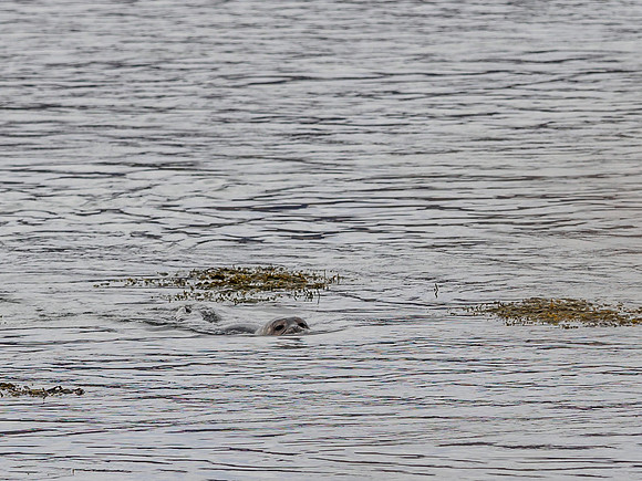 Loch Fleet at Skelbo