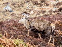 Glen Cannich Stag