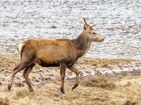 Glen Cannich Stag