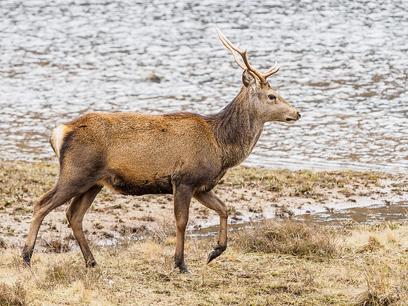 Glen Cannich Stag