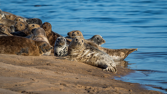 Findhorn Bay Seals
