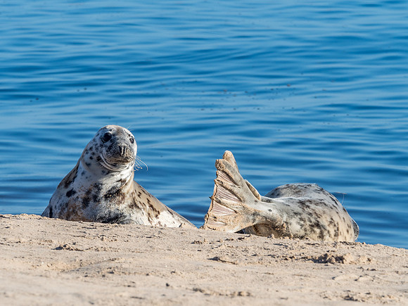 Findhorn Bay Seals