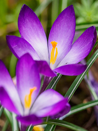 20160329-Garden Flowers-EM520009