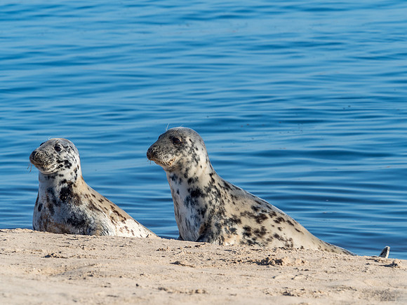Findhorn Bay Seals