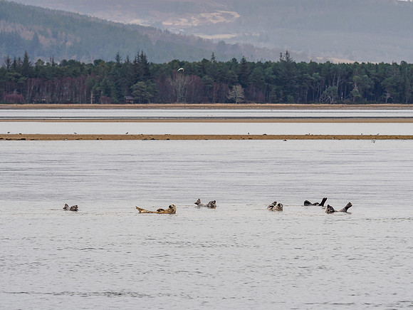 Loch Fleet at Skelbo