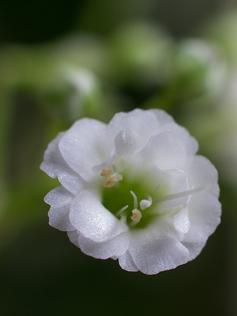 20130323-Macro-R3233922