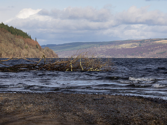 20130310-Urquhart Bay Wood-R3103639