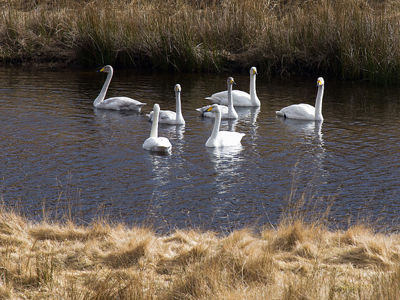 20130329-Glen Strathfarrar-R3294183