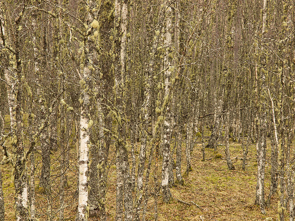 20130324-Glen Strathfarrar-R3243954