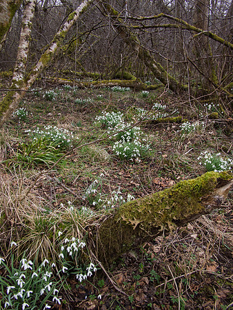 Snowdrops