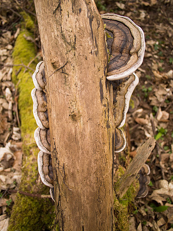 20130323-Urquhart Bay Wood-S3230784