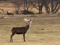 20130329-Glen Strathfarrar-R3294167