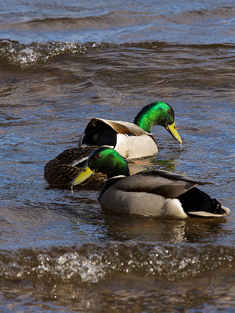 20130310-Urquhart Bay Wood-R3103693