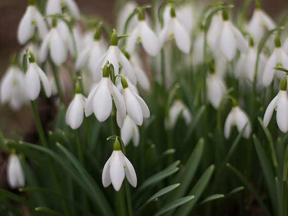 Snowdrops