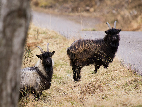 20130329-Glen Strathfarrar-R3294204