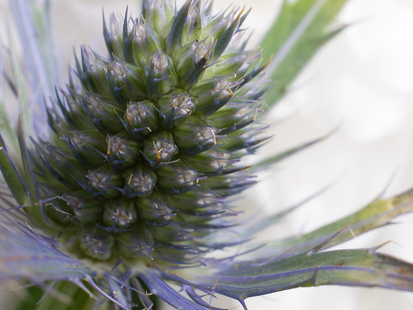 20130323-Macro-R3233926