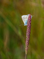 20200711-Glen Coiltie-EM522528