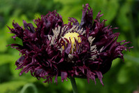 Oriental Poppy