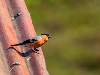Bird on a Hot Tin Roof