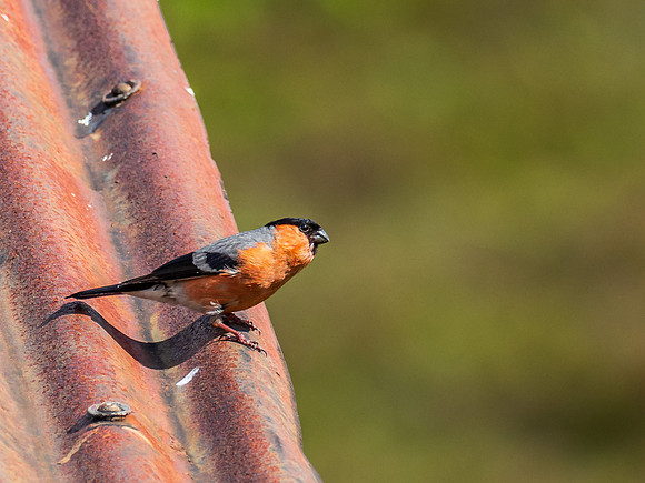 Bird on a Hot Tin Roof