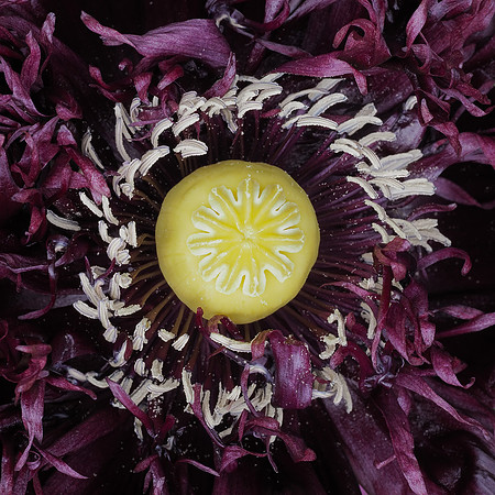 Oriental Poppy