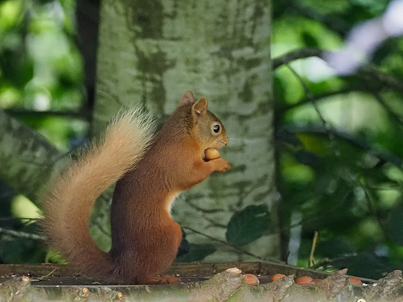 20200712-Squirrel-EM126523