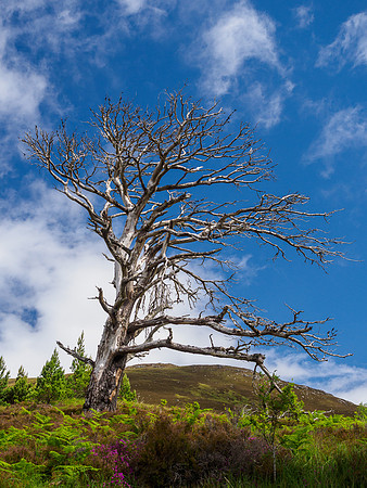 The Old Pine Tree