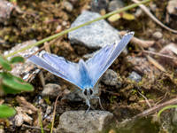 20200707-Glen Coiltie Butterfly-EM126003