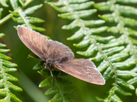 20200707-Glen Coiltie Butterfly-EM126045
