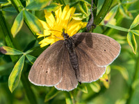 20200707-Glen Coiltie Butterfly-EM126120
