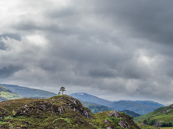 Pauline's Tree