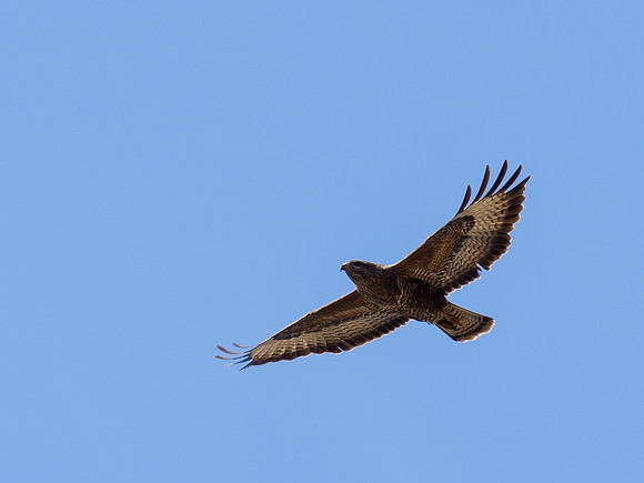 20210415-Strathconon-EM120781-Edit