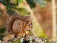 20210407-Red Squirrel-EM120061