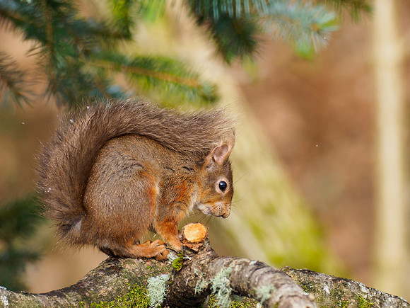 20210407-Red Squirrel-EM120061