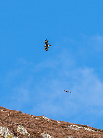 Common Buzzard (Buteo buteo)