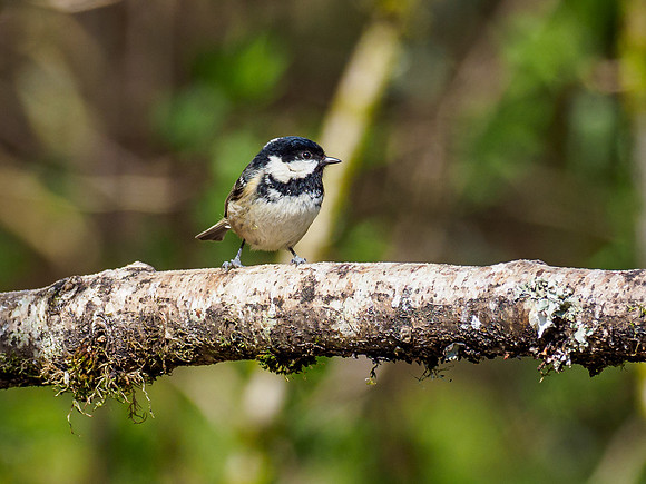 20210416-Garden Birds-EM120982