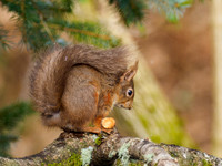 20210407-Red Squirrel-EM120091