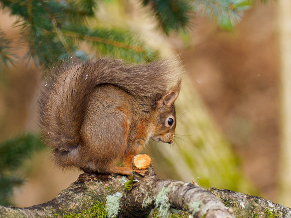 20210407-Red Squirrel-EM120091