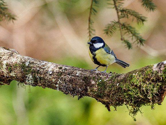 20210416-Garden Birds-EM121039