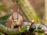 Red Squirrel (Sciurus vulgaris)