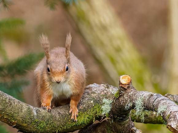 Red Squirrel (Sciurus vulgaris)