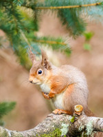 Red Squirrel (Sciurus vulgaris)